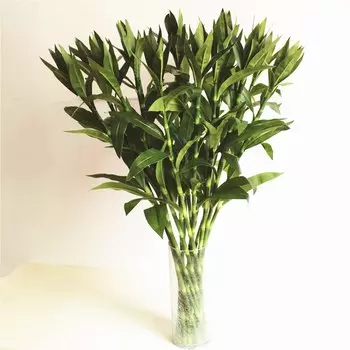 Искусственные растения MEIHON драцена Сандера из бамбука 3 шт