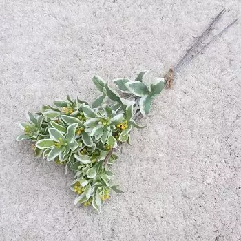 Искусственные шелковые цветы SunMade, 3 шт., альпийские листья, серебристый край