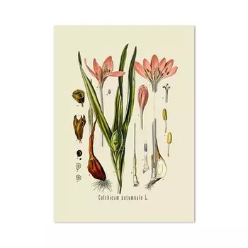 Юоolife Ботанические исследования на холсте