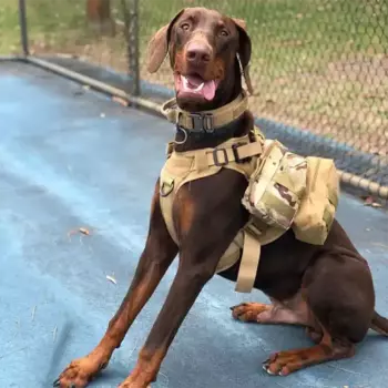 K9 Нейлоновый поводок для собак, тактический военный тренировочный жилет, дышащий жилет для домашних животных, немецкая овчарка K9 Malinois для маленьких, средних и больших собак