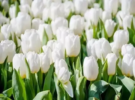 Картина на холсте "Поле ромашек"