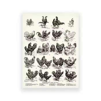 Картина на холсте "Виды овец" Duknow