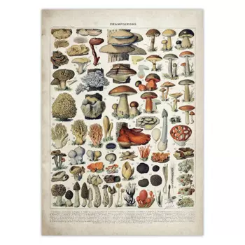 Картина «Винтажные овощи и фрукты» Fine Comma