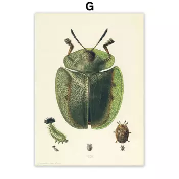 Классический абстрактный постер с жуком JKPICTURE