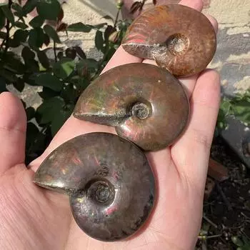 Коллекция образцов амолитовых винтов ACSDVOCATE