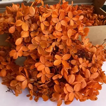 Консервированные цветы гортензии NYAConfetti