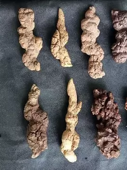 Копролитовый динозавр 1000 г BASILOSAURUS