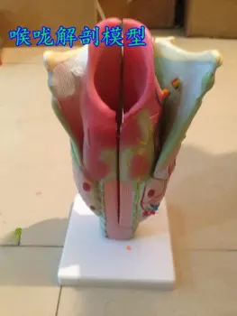 Ларингеальная анатомическая модель