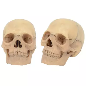 Модель черепа DARHMMY 15 шт., пластиковая