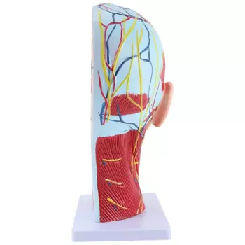 Модель головы Midsagittal, модель для обучения, карикатура, шейный позвоночник, голова и шея, анатомия, Otolaryngology, прочная модель