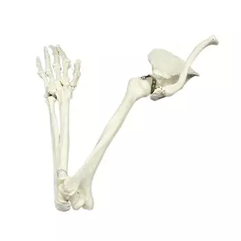 Модель скелета руки DARHMMY 1:1