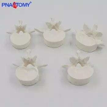 Модель скелета шейного и поясничного позвонков PNATOMY