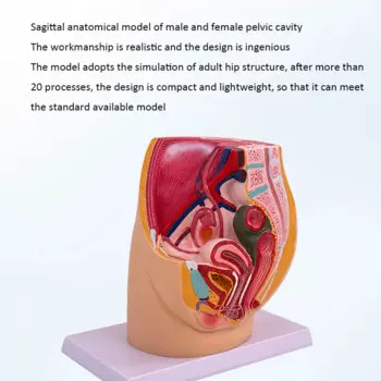 Модель женской тазовой системы ZJMZYM