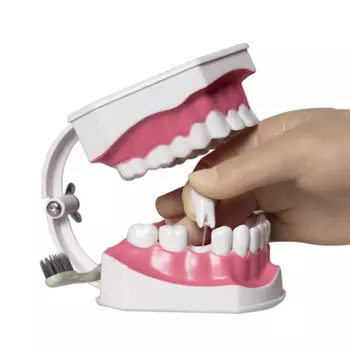 Модель зубов для взрослых-модель зубов 2 раза съемная конструкция детская зубная щетка демонстрационная модель для обучения стоматологии