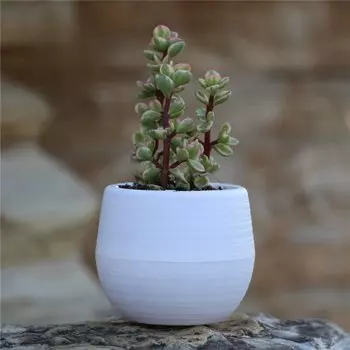 MOONBIFFY Полипропиленовый цветочный горшок