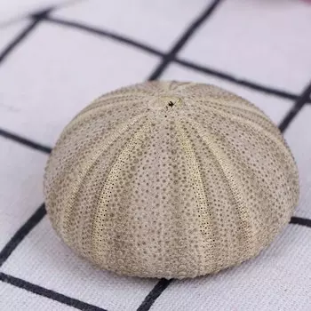 Морской еж для дома WHPHous