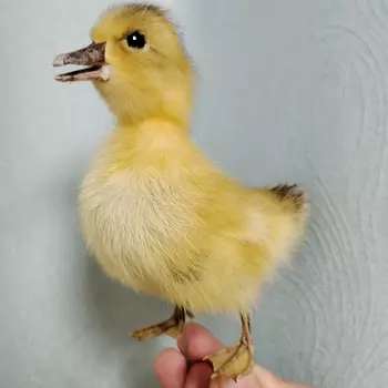 Мягкая игрушка утка ORIGIFTS