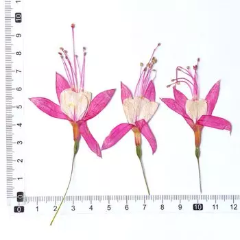 Набор из 12 декоративных закладок-фонарей NYAConfetti