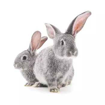 Наклейка на стену HonC Два маленьких серых кролика