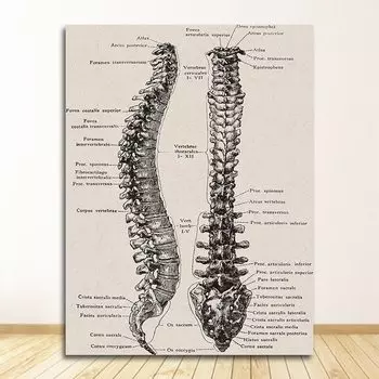 Настенная картина "Анатомия человека", DHRM, печать на холсте