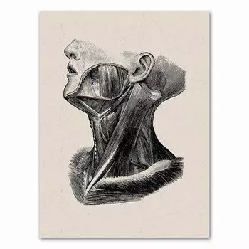 Настенный арт-принт "Анатомический скелет", AliPaint