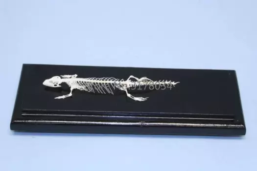 Анатомическая модель скелета ящерицы PLLCUTE