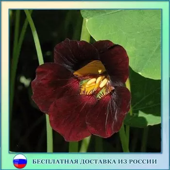 Настурция Черный бархат семена 10 ШТ