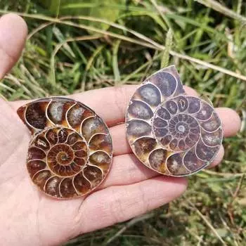 Натуральные аммониты МCeiba 4-5 см