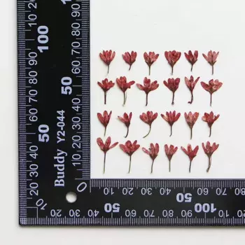 Натуральные сухие цветы Speedwell NYAConfetti