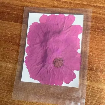 Натуральные сушеные цветы Галланга NYAConfetti 12 шт