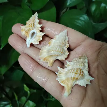 ORIGIFTS Ракушки Тритон из кленового листа 3 шт.