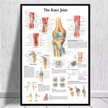 Плакат анатомия человеческого тела Bao Pavilion
