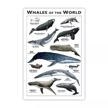 Плакат «Киты мира»