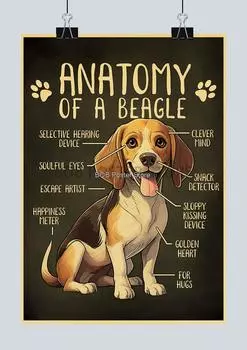 Плакат с анализом частей тела собак lanxihaibao