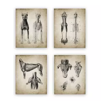 Плакат с анатомией собаки в стиле ретро