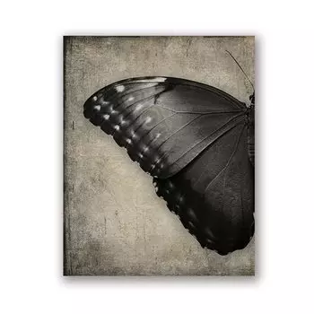 Плакат с черной бабочкой Ilan grace