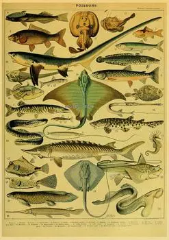 Плакат с изображением морской рыбы