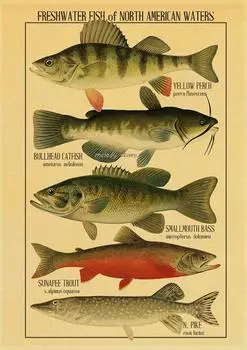 Плакат с морской рыбой