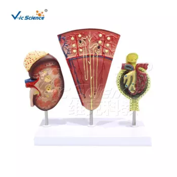 Почечная Анатомия Nephron glomerular model