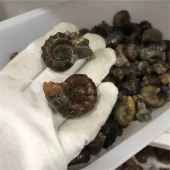 Полированный амонит Douvilleiceras "Козья рога"