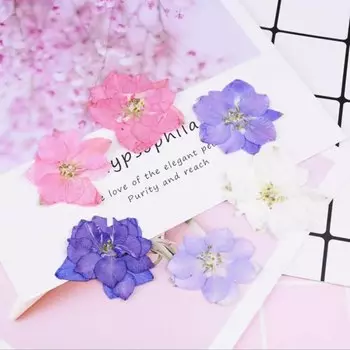 Прессованные цветы Аджацис DRtrade 60 шт.