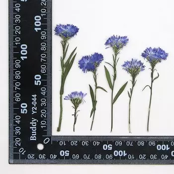 Прессованные цветы хризантемы NYAConfetti