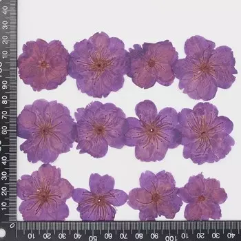 Прессованные цветы сакуры DRtrade 60 шт.