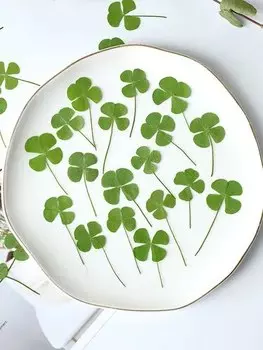 Прессованные лепестки клевера NYAConfetti