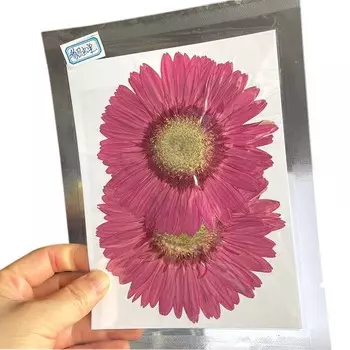 Прессованные сухие цветы герберы NYAConfetti