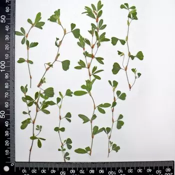 Прессованные травы NYAConfetti 16 шт.