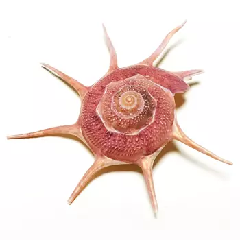 Ракушка Guildfordia Yoka