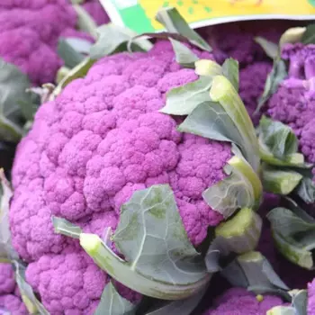 СЕМЕНА Капуста цветная пурпурная 30 ШТ