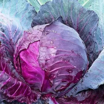 СЕМЕНА Капуста краснокочанная Михневская 30 ШТ