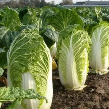 СЕМЕНА Капуста пекинская Гранат 30 ШТ